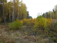 Троянівка з panoramio.com