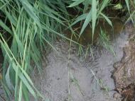 Афанасіївка з panoramio.com