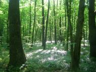 Улашівка з panoramio.com