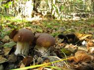 Яворівка з panoramio.com