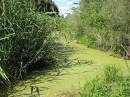 Синичине з panoramio.com