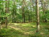 Ліски з panoramio.com