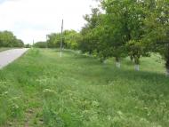 Дальник з panoramio.com