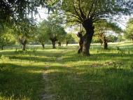 Самчинці з panoramio.com