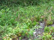 Серединки з panoramio.com