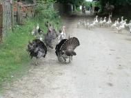 Остап'є з panoramio.com