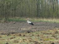 Зелениця з panoramio.com