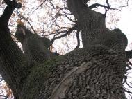 Богданівка з panoramio.com