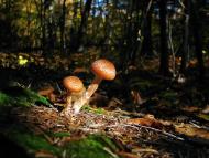 Яворівка з panoramio.com