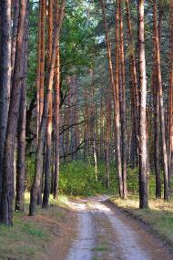 Норцівка з panoramio.com