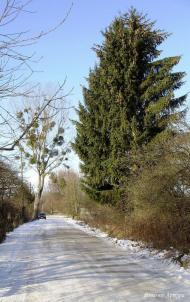 Ліски з panoramio.com