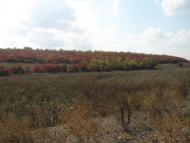 Баратівка з panoramio.com