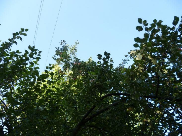 Гоголеве з panoramio.com - Гоголеве