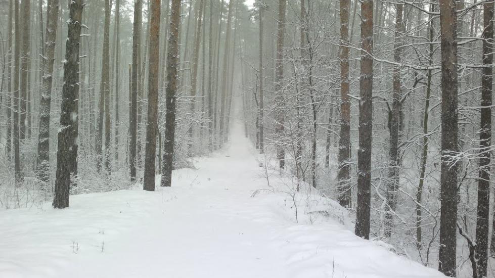 Лісники з panoramio.com - Лесники