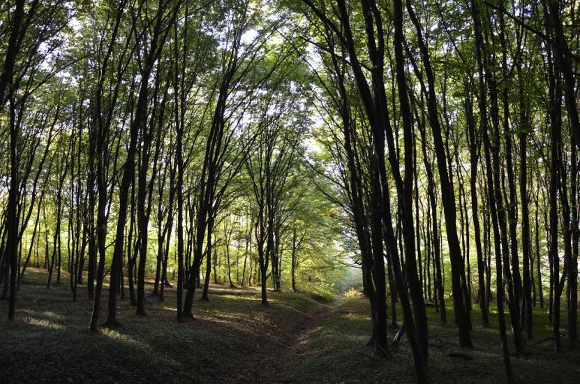 Розгадів з panoramio.com - Розгадів