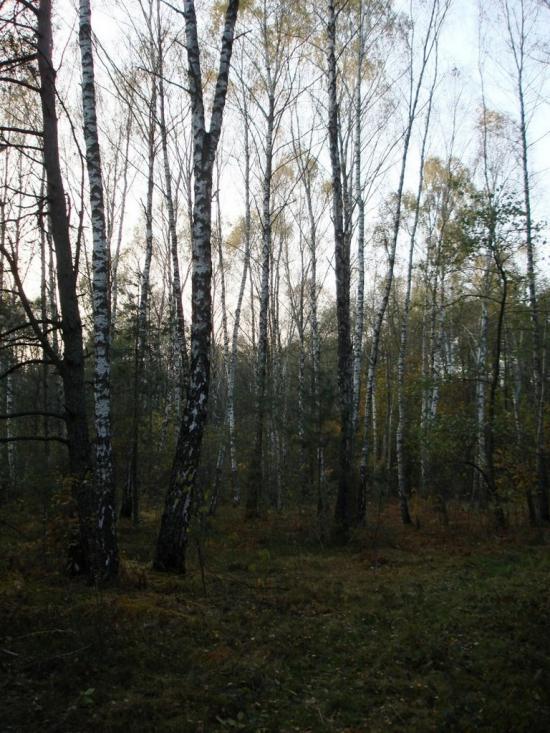 Хрипськ з panoramio.com - Хрипск