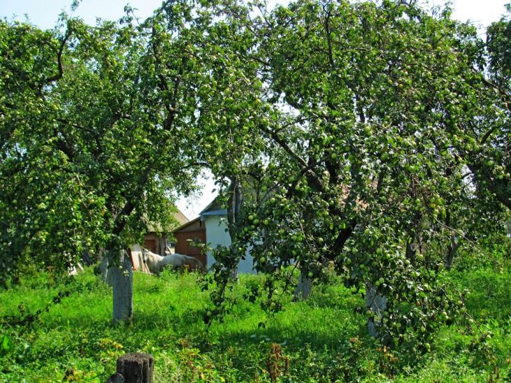 Кустин з panoramio.com - Кустин