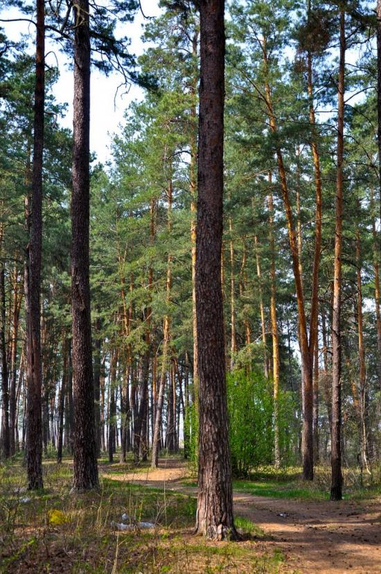 Малин з panoramio.com - Malyn