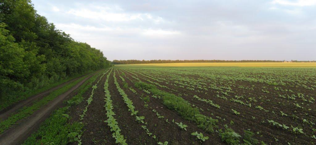 Новогродівка з panoramio.com - Новогродовка