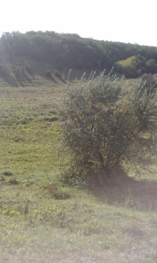 Софіївка з panoramio.com - Софиевка