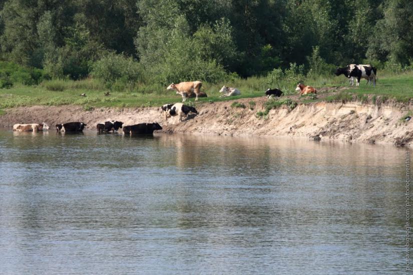 Соболівка з panoramio.com - Соболевка
