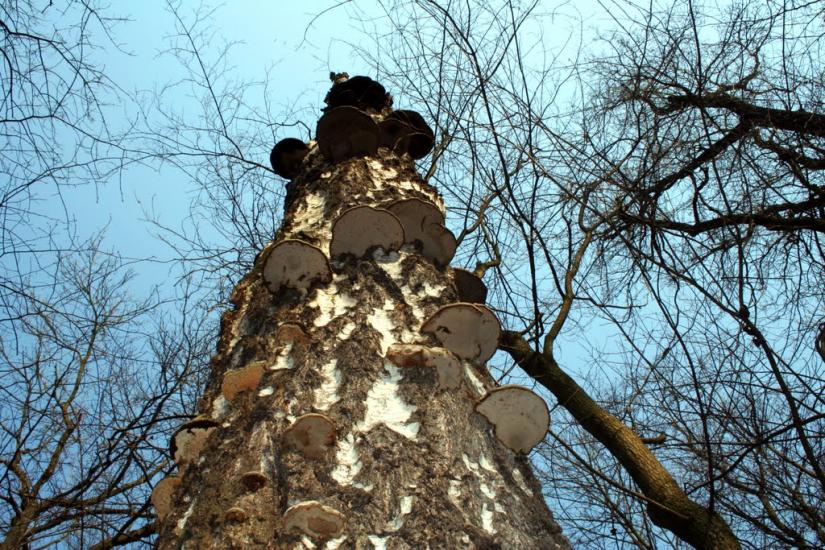 Лісники з panoramio.com - Лісники