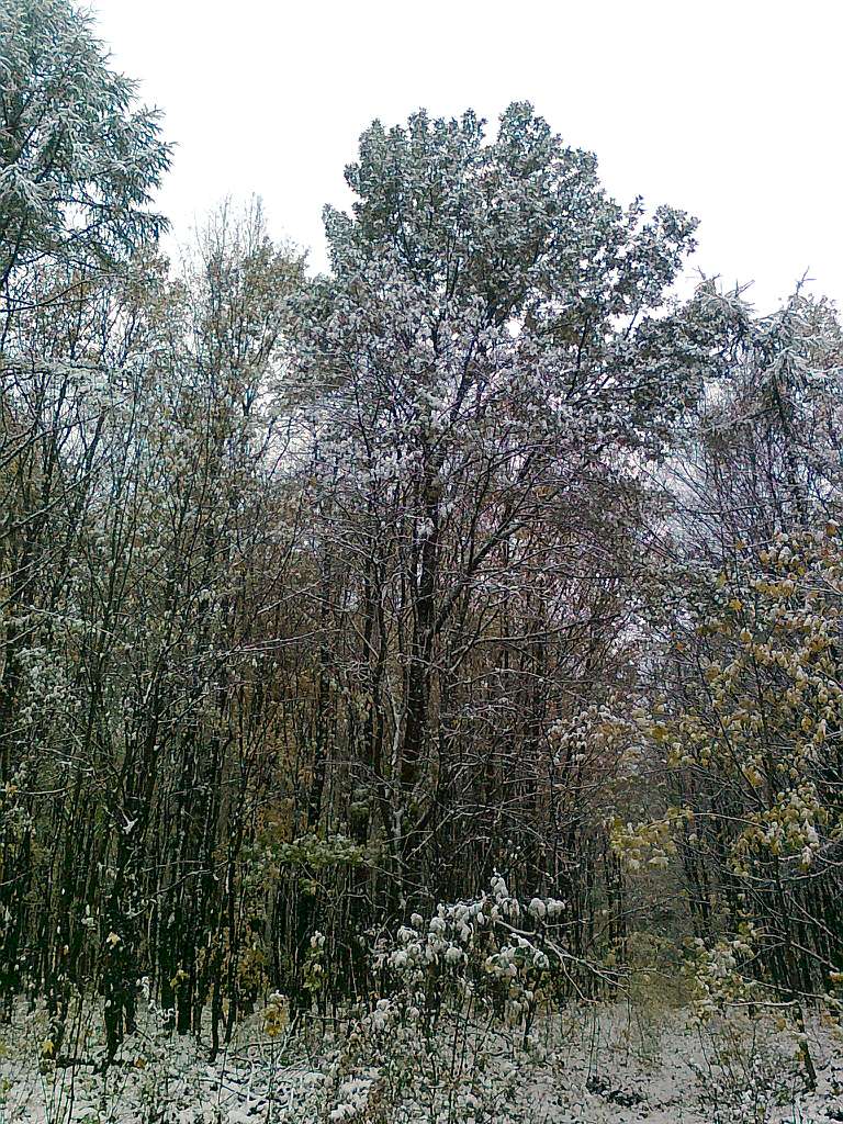 Паївка з panoramio.com - Паевка