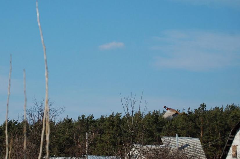 Борівське з panoramio.com - Borivske