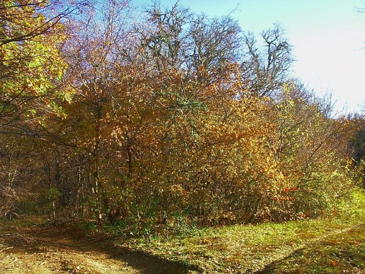 Високе з panoramio.com - Высокое