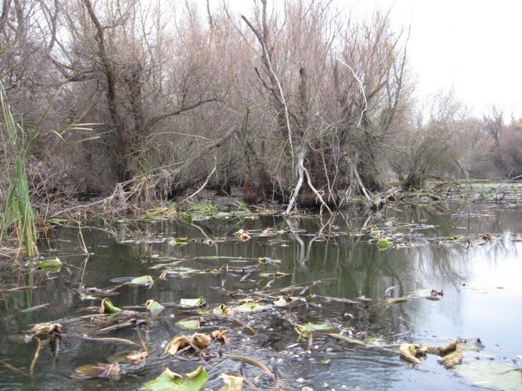 Новосільське з panoramio.com - Novosilske