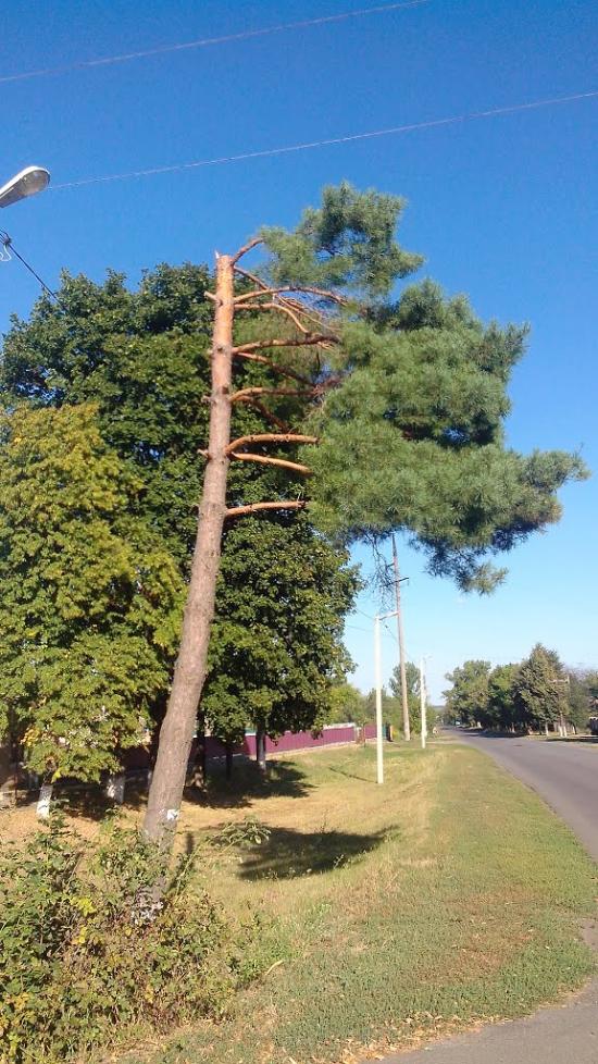 Вільшана з panoramio.com - Вільшана