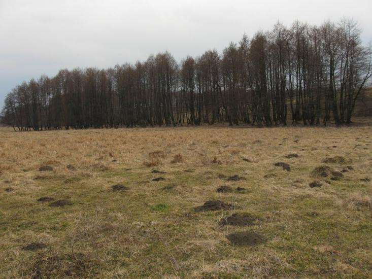 Ярмолинці з panoramio.com - Ярмолинці