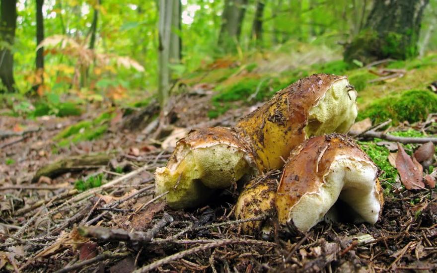 Завій з panoramio.com - Завій