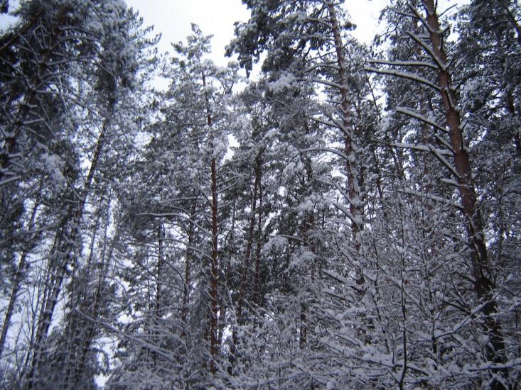 Клавдієво-Тарасове з panoramio.com - Клавдієво-Тарасове