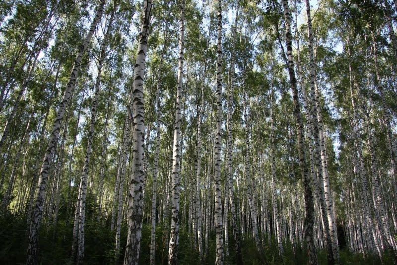 Маньківка з panoramio.com - Mankivka