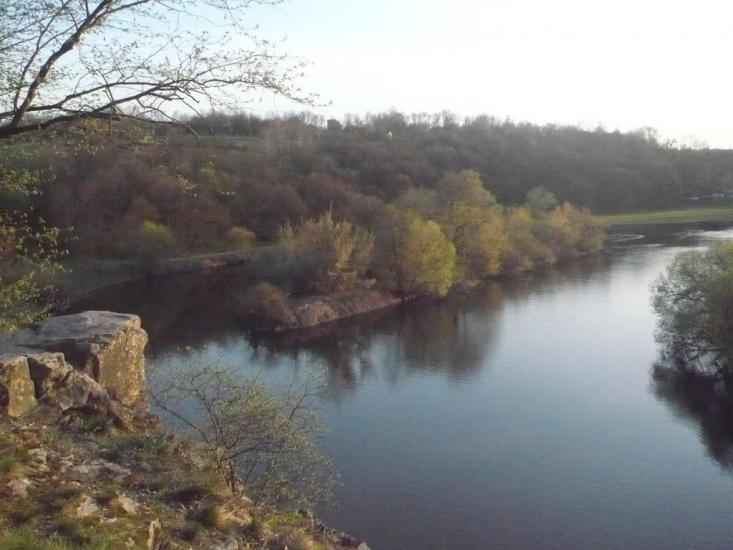 Шершні з panoramio.com - Шершні