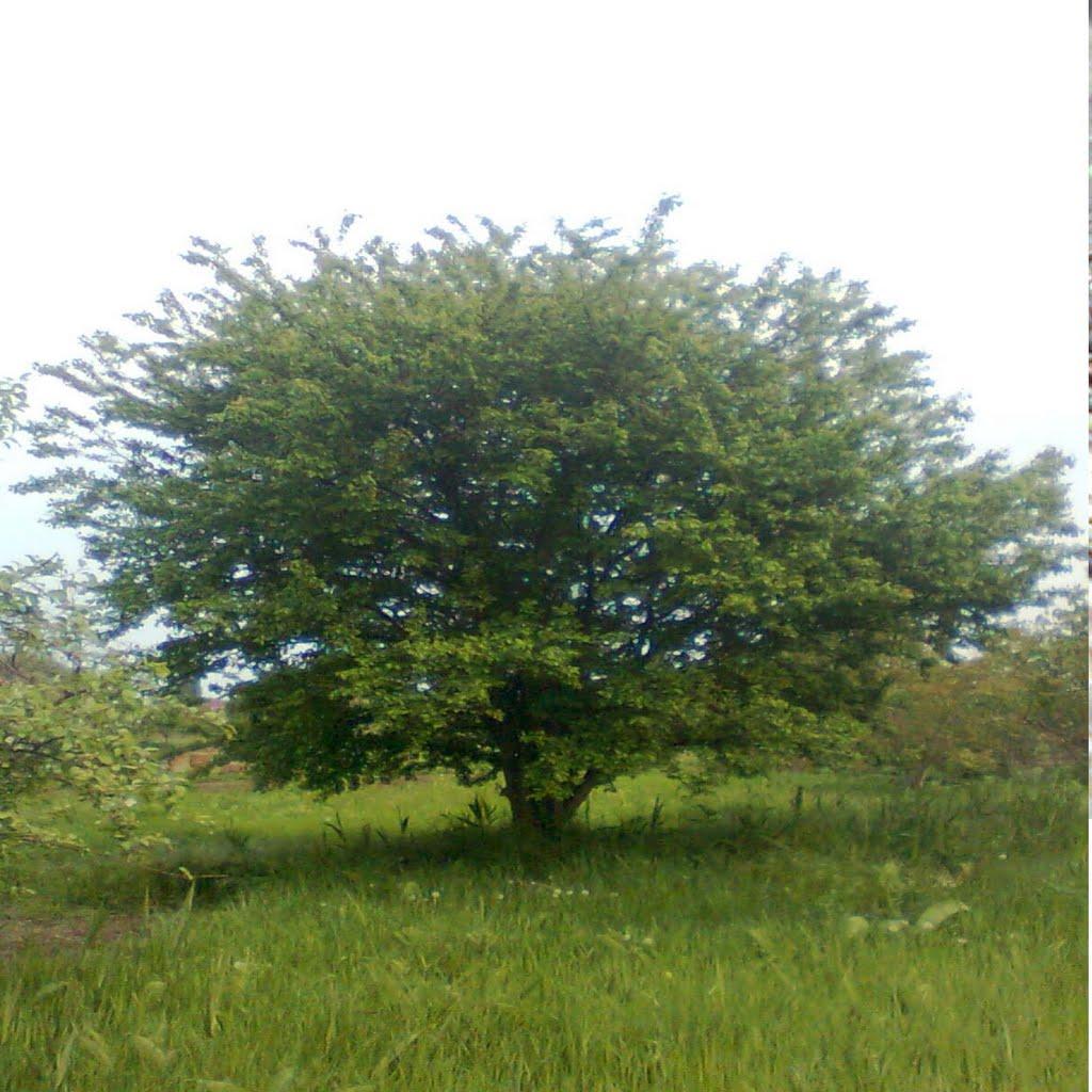 Біляївка з panoramio.com - Беляевка