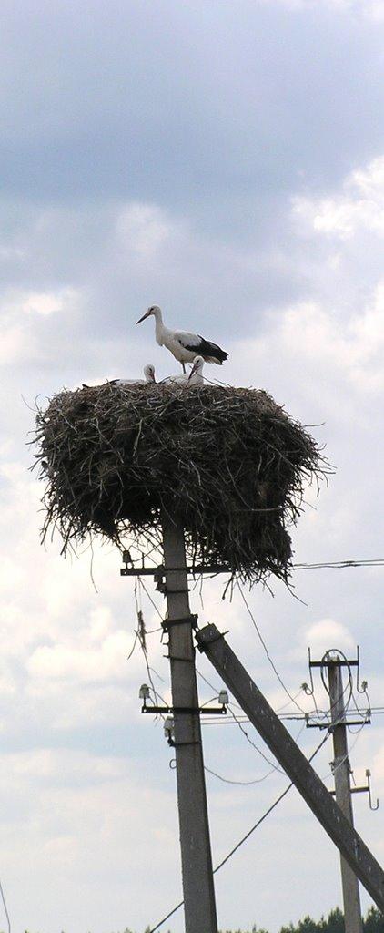 Новоселівка з panoramio.com - Новоселівка