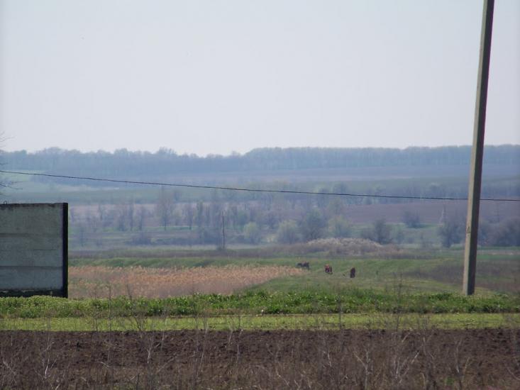 Настасівка з panoramio.com - Настасівка