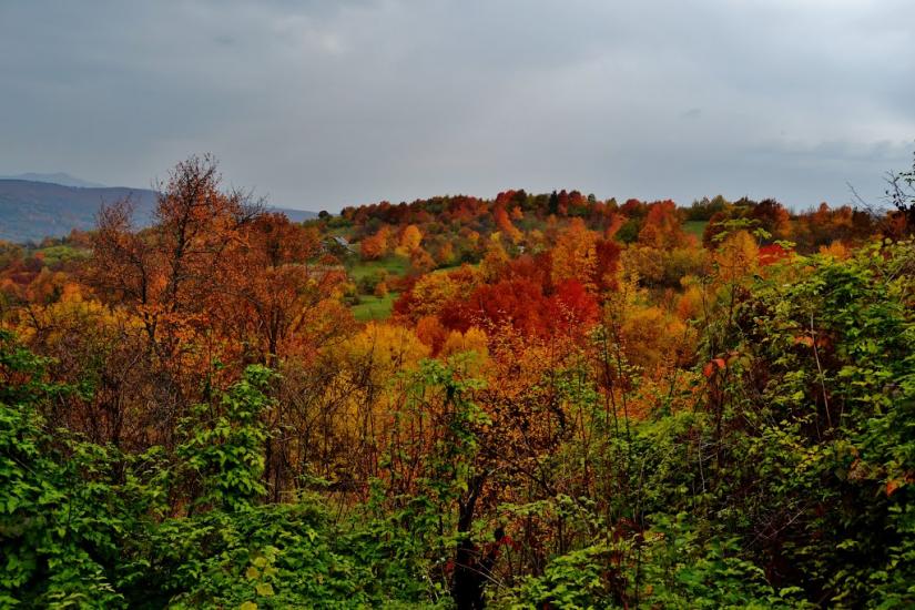 Росішка з panoramio.com - Rosishka
