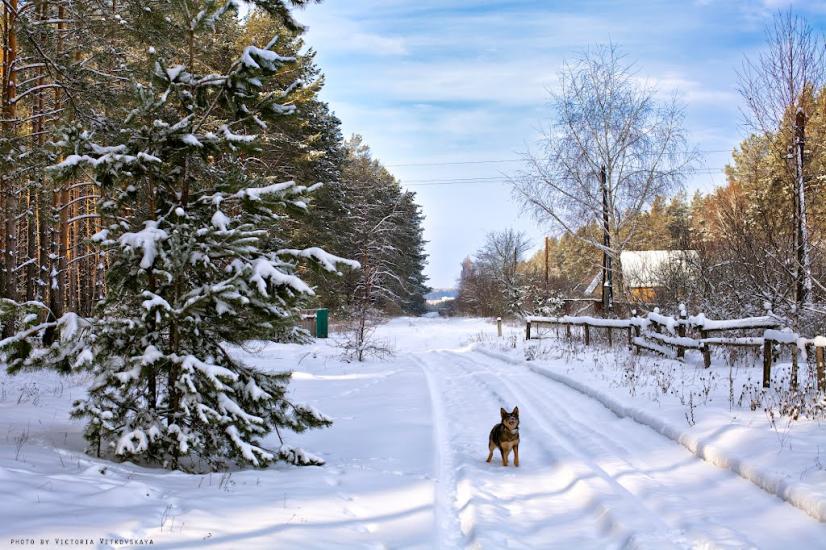 Великий Карашин з panoramio.com - Великий Карашин