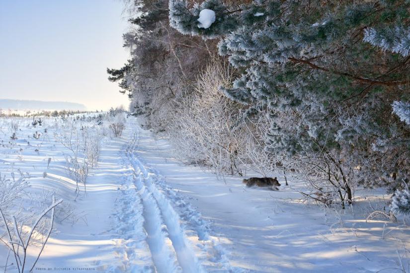 Великий Карашин з panoramio.com - Velykyy Karashyn