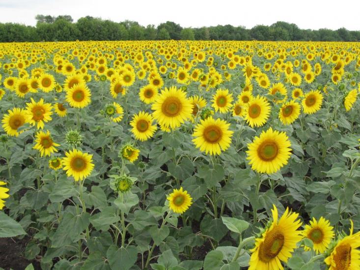 Старі Шомполи з panoramio.com - Старі Шомполи