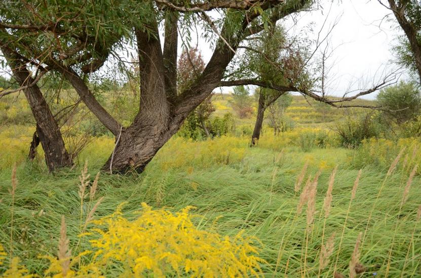 Лісники з panoramio.com - Лесники