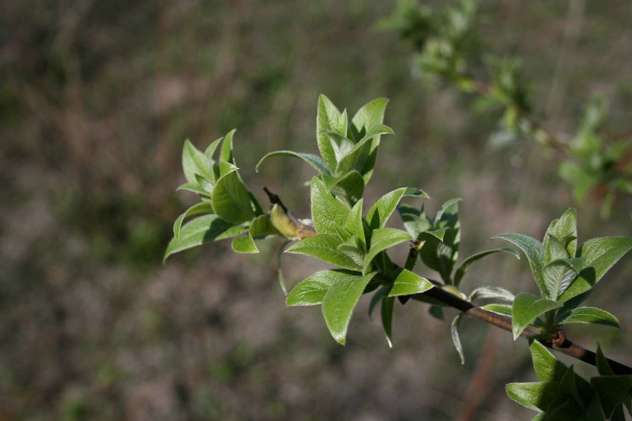 Весна на рідній землі - Кривчики