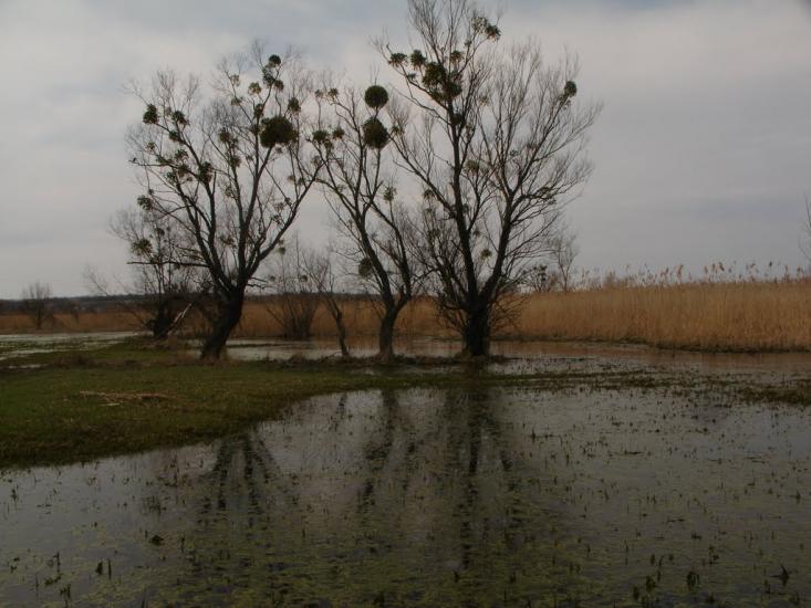 Дмитрівка з panoramio.com - Дмитровка