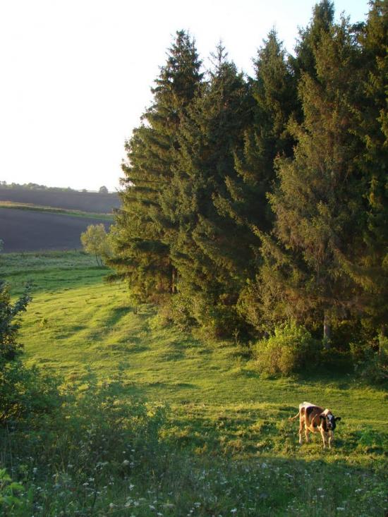 Безіменне з panoramio.com - Bezimenne