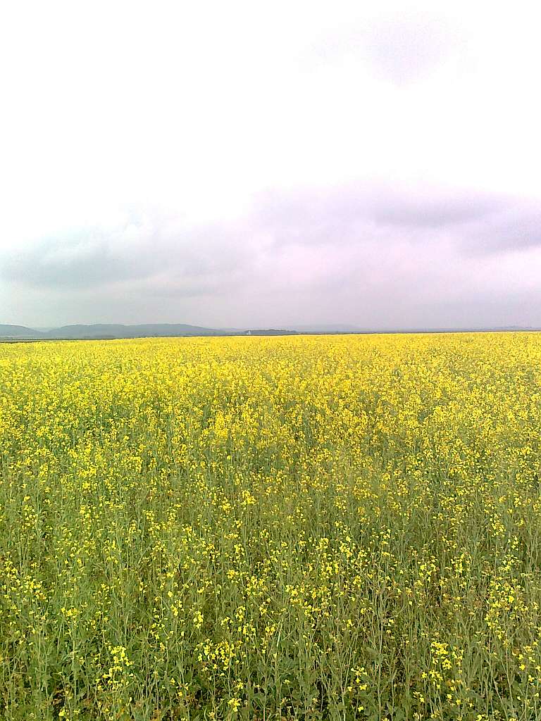 Паївка з panoramio.com - Payivka