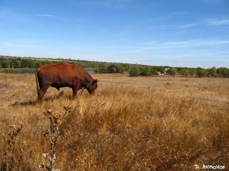 Христофорівка з panoramio.com - Христофоровка