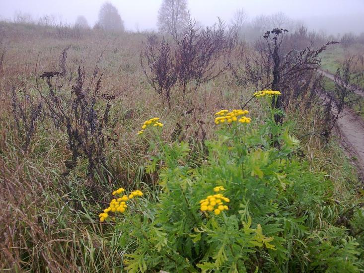 Погорілівка з panoramio.com - Погорілівка